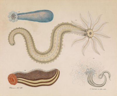 Worms by Aloys Zötl